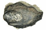 Mammoth Molar Slice With Case - South Carolina #291070-1
